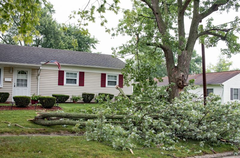 Fallen Tree on a Residential Property