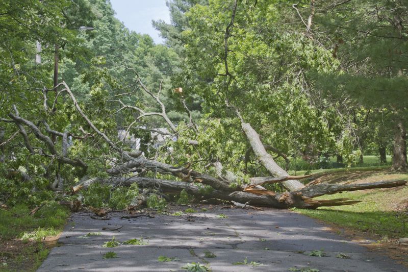 Clearing a Tree from a Driveway