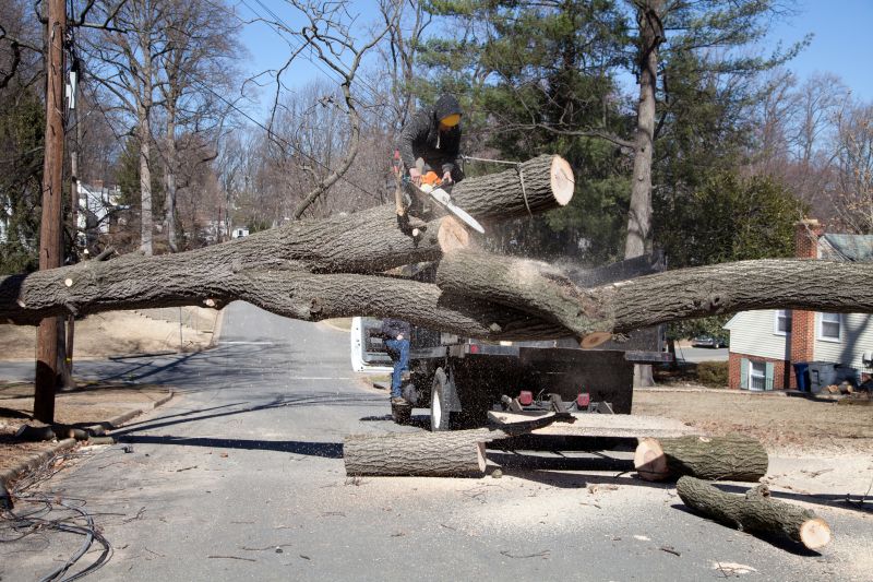 Commercial Tree Removal Site