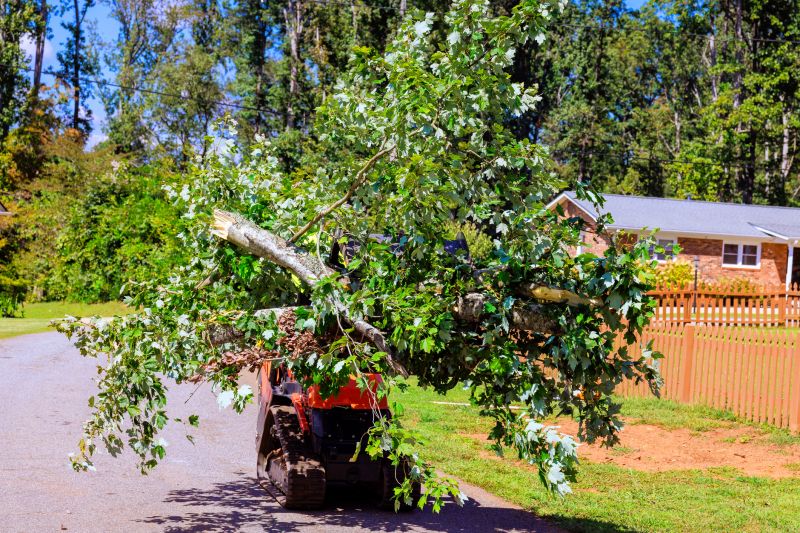 Tree Removal Service detail
