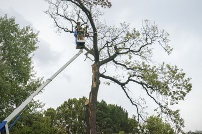 Tree Service Team at Work
