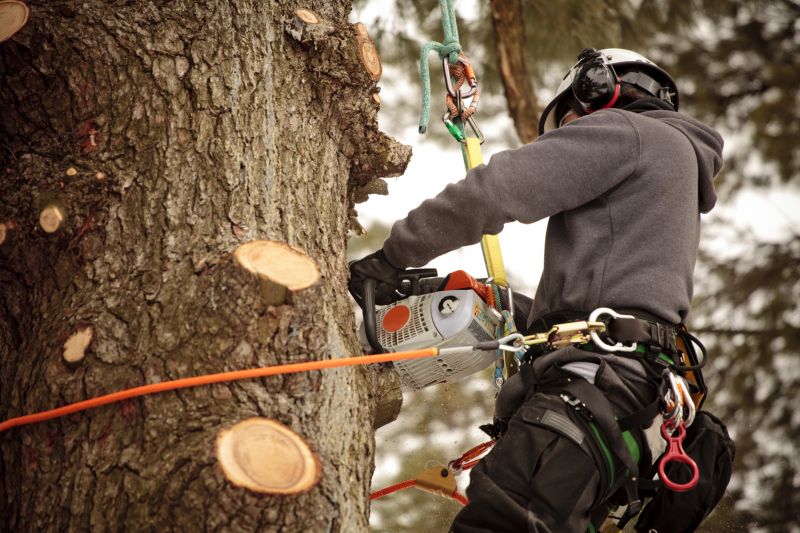 Tree Cutting in Progress