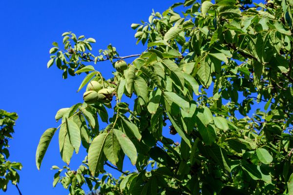 Cost of Walnut Tree Removal in Goodyear