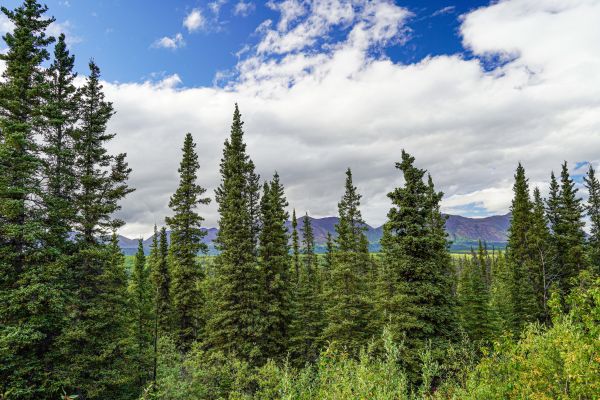Cost of Spruce Tree Removal in Goodyear