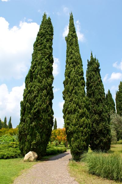 Cost of Cypress Tree Removal in Goodyear