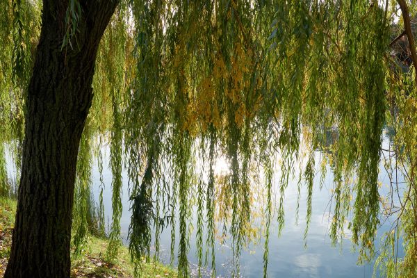 Cost of Willow Tree Removal in Goodyear