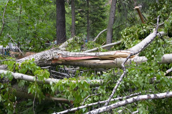 Cost of Birch Tree Removal in Goodyear