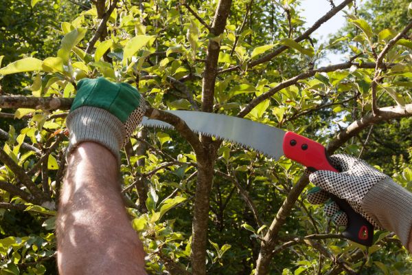 Cost of Elm Tree Removal in Goodyear