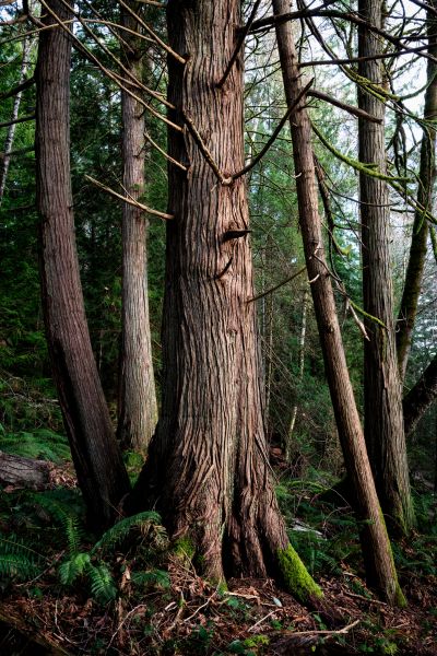 Cost of Cedar Tree Removal in Goodyear