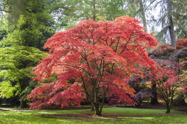 Cost of Maple Tree Removal in Goodyear