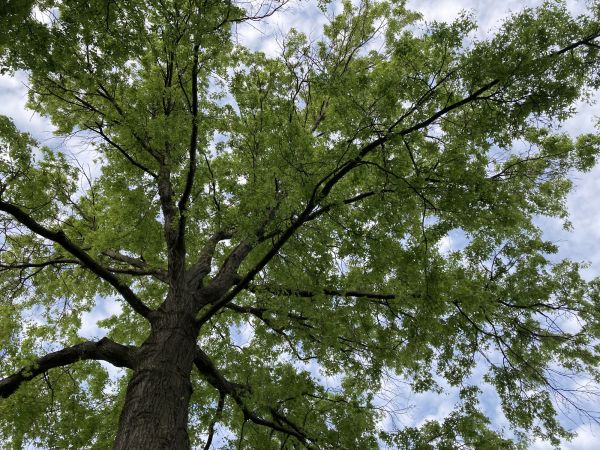 Cost of Oak Tree Removal in Goodyear