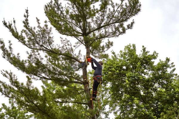 Cost of Pine Tree Removal in Goodyear