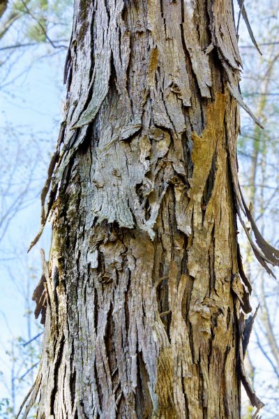 Cost of Hickory Tree Removal in Goodyear