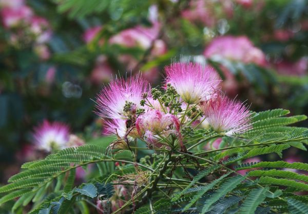 Cost of Mimosa Tree Removal in Goodyear