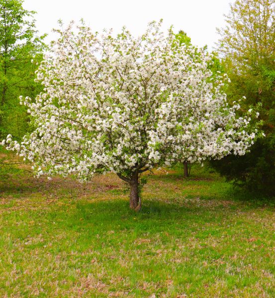 Cost of Dogwood Tree Removal in Goodyear