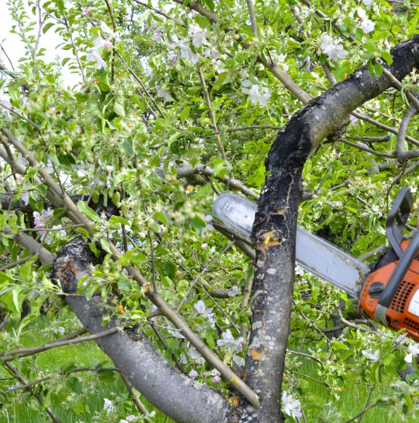 Cost of Apple Tree Removal in Goodyear